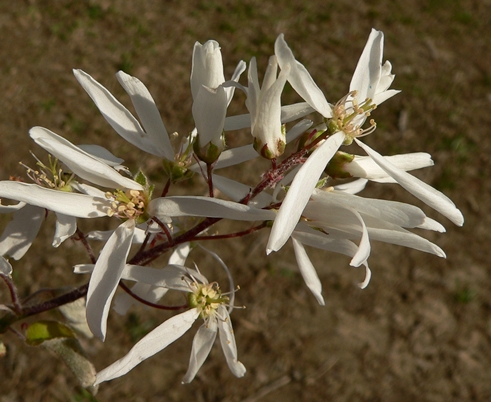 {Amelanchier arborea}